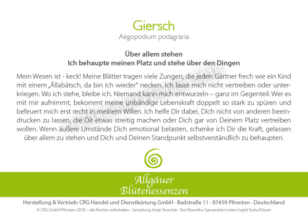 Blütenessenz Giersch - Über allem stehen